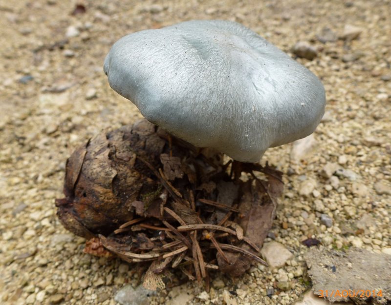 Clitocybe anisé